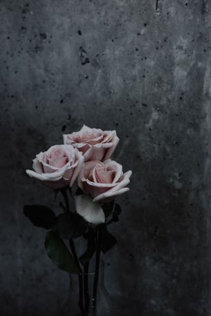Обои 3268x4902 розы, букет роз, серый