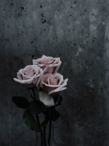 Обои 1668x2224 розы, букет роз, серый