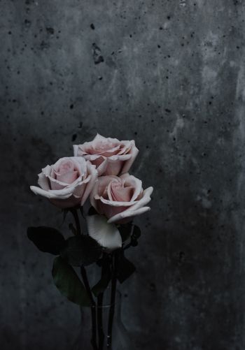 Обои 1668x2388 розы, букет роз, серый