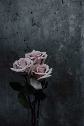 Обои 640x960 розы, букет роз, серый