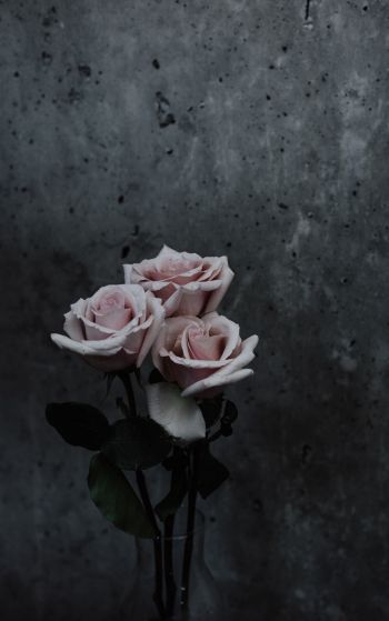 Обои 1752x2800 розы, букет роз, серый