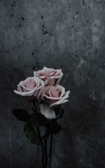 Обои 1200x1920 розы, букет роз, серый