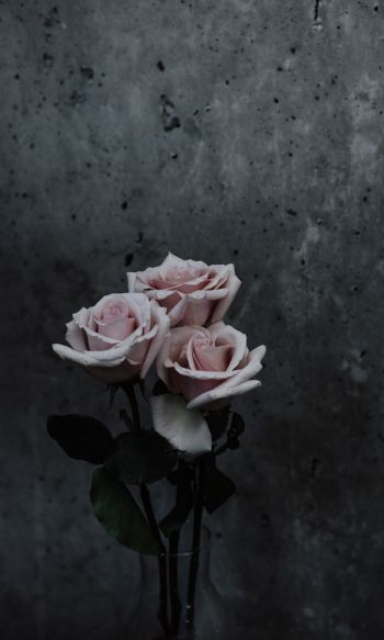 Обои 1200x2000 розы, букет роз, серый