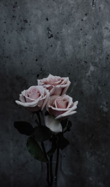 Обои 600x1024 розы, букет роз, серый