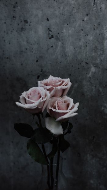 Обои 640x1136 розы, букет роз, серый