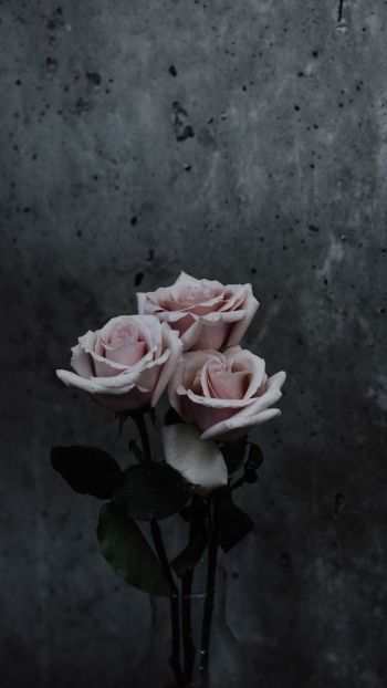 Обои 1440x2560 розы, букет роз, серый