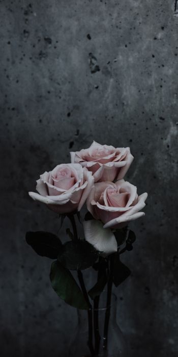 Обои 720x1440 розы, букет роз, серый