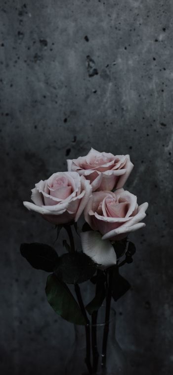 Обои 1242x2688 розы, букет роз, серый