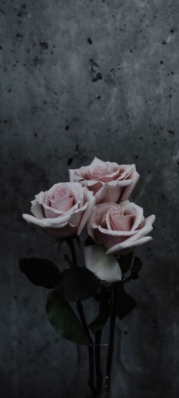 Обои 1440x3200 розы, букет роз, серый