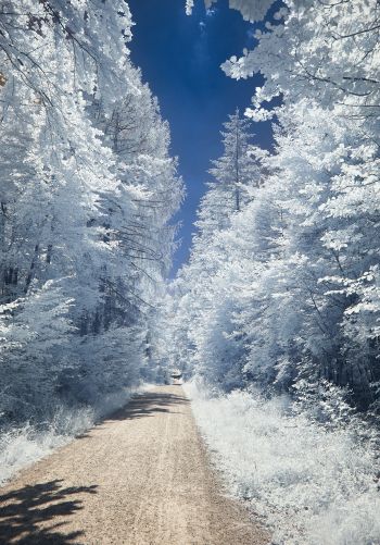 winter, road, white Wallpaper 1668x2388