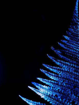 fern, blue, black Wallpaper 2048x2732