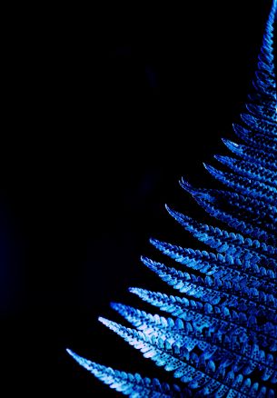 fern, blue, black Wallpaper 1640x2360