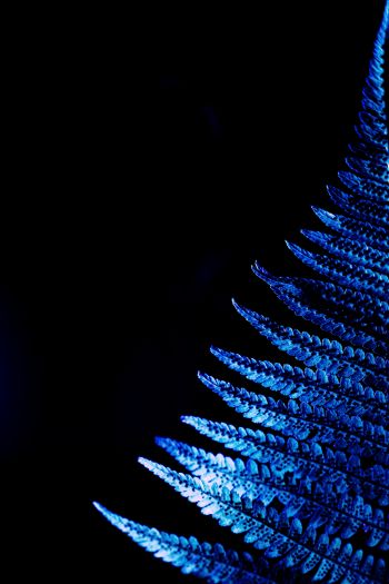 fern, blue, black Wallpaper 640x960