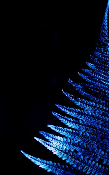 fern, blue, black Wallpaper 1600x2560