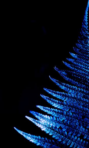 fern, blue, black Wallpaper 1200x2000