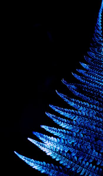 fern, blue, black Wallpaper 600x1024