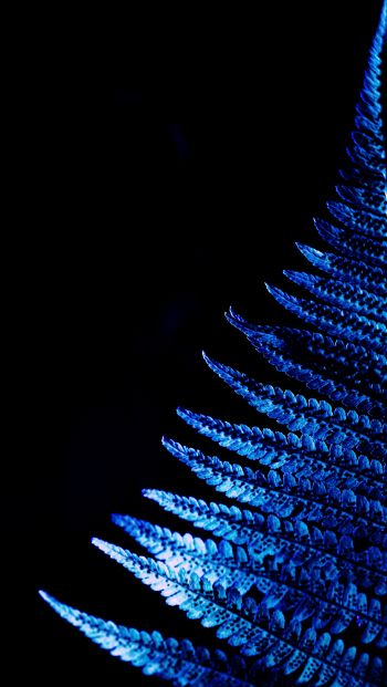 fern, blue, black Wallpaper 640x1136