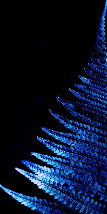 fern, blue, black Wallpaper 720x1440
