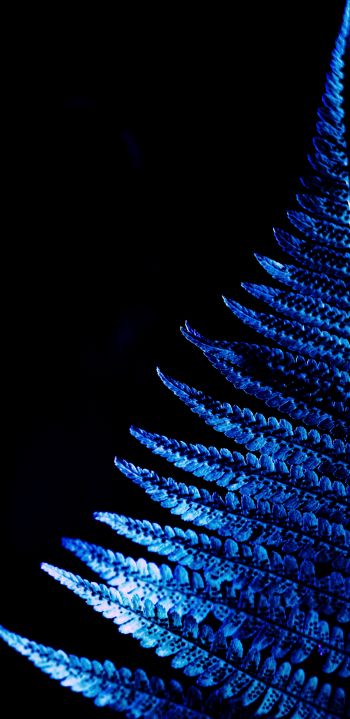 fern, blue, black Wallpaper 1080x2220