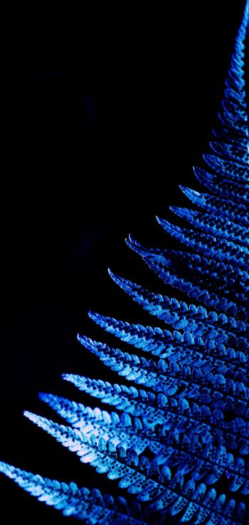 fern, blue, black Wallpaper 1080x2280