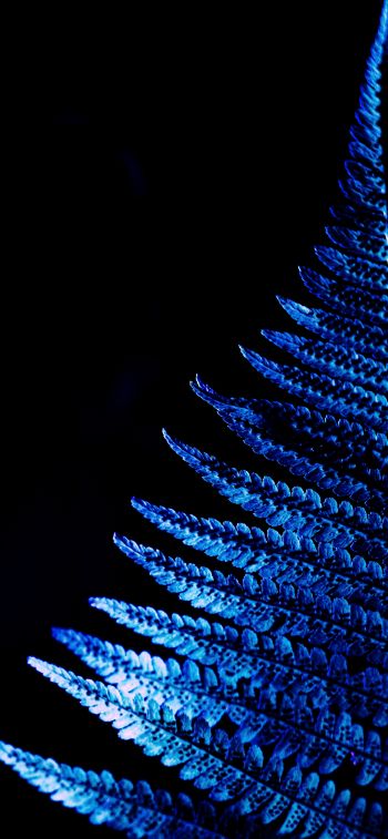 fern, blue, black Wallpaper 1284x2778