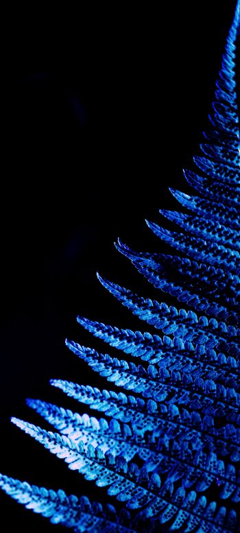 fern, blue, black Wallpaper 720x1600