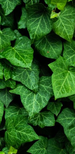 plant, leaves, green wallpaper Wallpaper 1080x2220