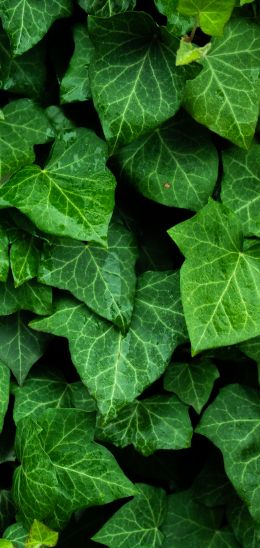 plant, leaves, green wallpaper Wallpaper 1080x2280