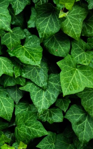 plant, leaves, green wallpaper Wallpaper 1752x2800