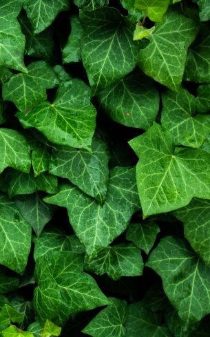 plant, leaves, green wallpaper Wallpaper 800x1280