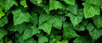 plant, leaves, green wallpaper Wallpaper 2560x1080