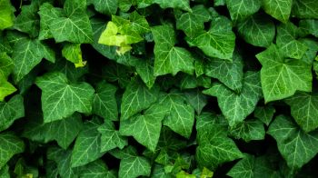plant, leaves, green wallpaper Wallpaper 1366x768