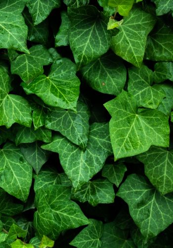 plant, leaves, green wallpaper Wallpaper 1668x2388