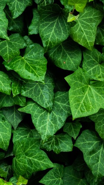 plant, leaves, green wallpaper Wallpaper 640x1136