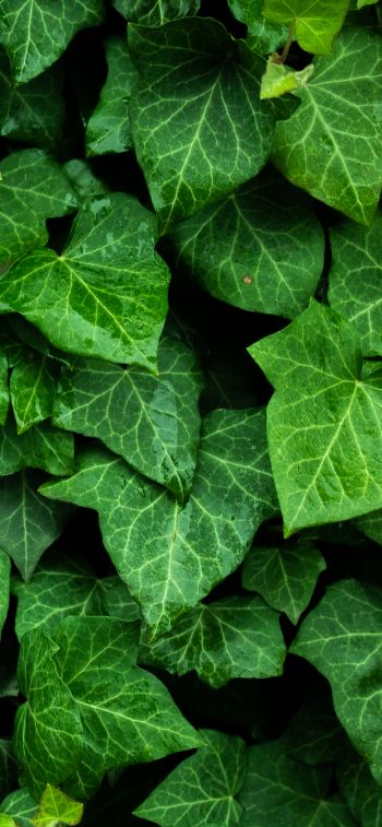 plant, leaves, green wallpaper Wallpaper 1125x2436