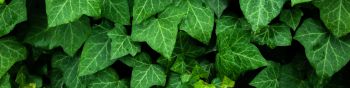 plant, leaves, green wallpaper Wallpaper 1590x400