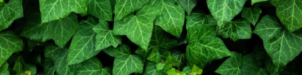 plant, leaves, green wallpaper Wallpaper 1590x400