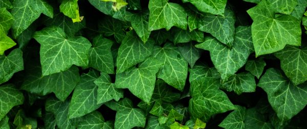 plant, leaves, green wallpaper Wallpaper 2560x1080