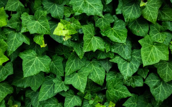 plant, leaves, green wallpaper Wallpaper 1920x1200