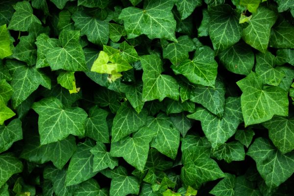 plant, leaves, green wallpaper Wallpaper 6000x4000