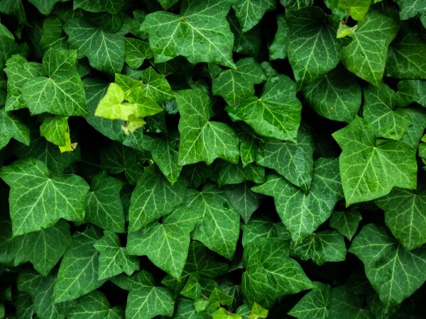 plant, leaves, green wallpaper Wallpaper 800x600