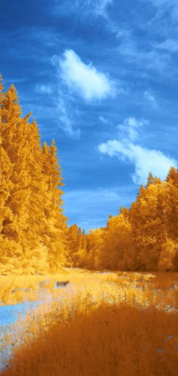 Обои 1440x3040 лес, желтый, голубой