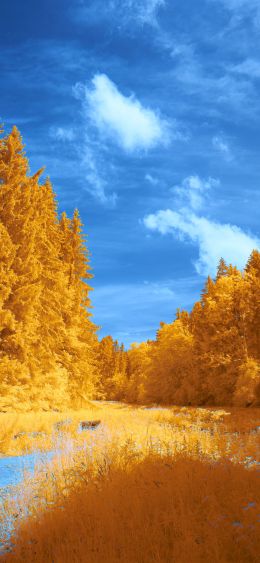 Обои 1080x2340 лес, желтый, голубой