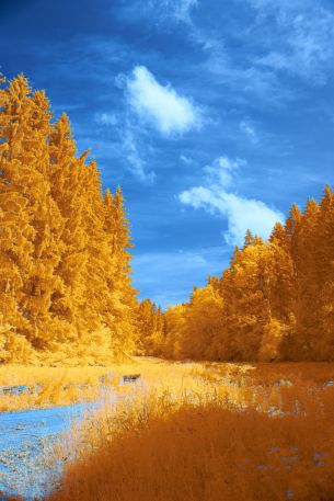 forest, yellow, blue Wallpaper 4000x6000