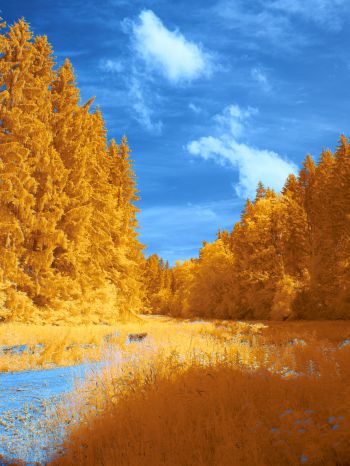 forest, yellow, blue Wallpaper 1668x2224
