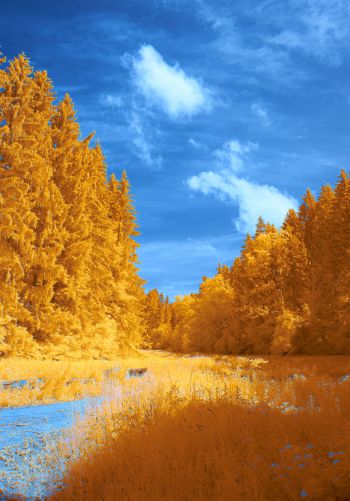 forest, yellow, blue Wallpaper 1668x2388