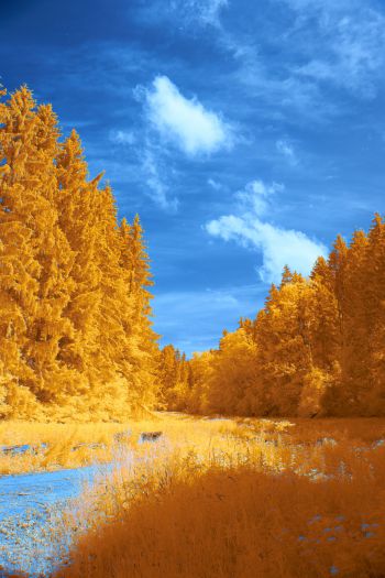 Обои 640x960 лес, желтый, голубой
