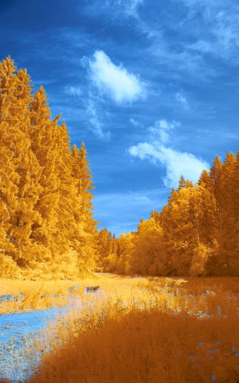 Обои 800x1280 лес, желтый, голубой