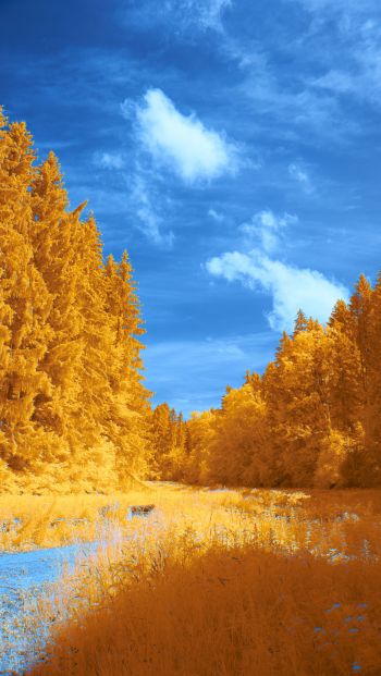 Обои 640x1136 лес, желтый, голубой