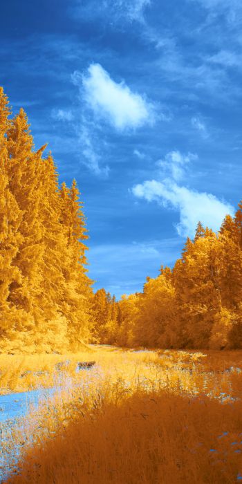 Обои 720x1440 лес, желтый, голубой
